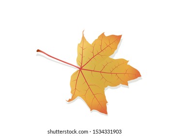 Autumn yellow orange maple leaf,
Vector illustration isolated on white background
