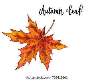 Autumn yellow orange maple leaf isolated on white background. Vector