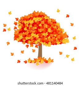 Autumn yellow orange red maple tree isolated on white background