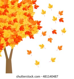 Autumn yellow orange red maple tree isolated on white background