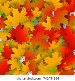 Autumn yellow, orange, red maple leaves background in vector. Nature colors of autumn. Falling colored leaves on white for banner, poster, leaflet, card, poster. Autumn botany landscape. Autumn fall.