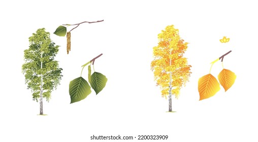 autumn yellowed birch foliage seeds seasons biology flora