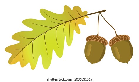 Autumn yelow oak leaf with acorns.