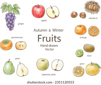 Autumn_and winter fruits illustration set