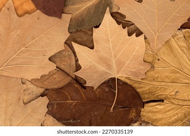 Autumnal background fallen leaves