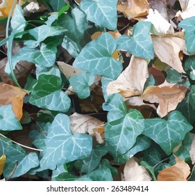 Autumnal background with green ivy branch and dry leafs