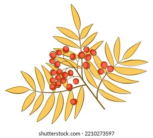 Autumnal bright ashberry branch isolated on white background. Vector illustration. Leaf fall.