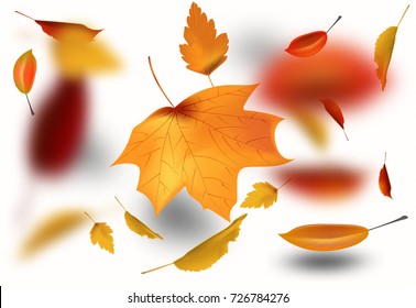 Autumnal foliage fall and poplar leaf flying in wind motion blur. Autumn design. Templates for placards, banners, flyers, presentations, reports.