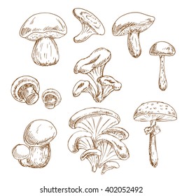 Autumnal forest edible boletus and porcini, chanterelle and shiitake, champignons, oyster and poisonous amanita mushrooms vintage stylized sketches. Recipe book, vegetarian menu, food themes