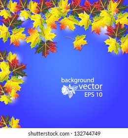 autumnal leaf of maple and sunlight on sky background vector