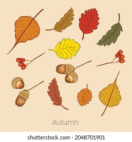 autumnal leaves change color and fall during the fall.
