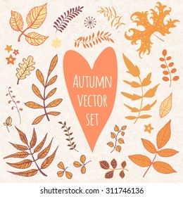 Autumnal leaves vector set