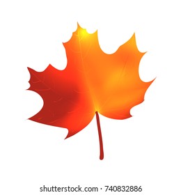 Autumnal maple leaf on white background, isolated, vector illustration