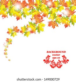 autumnal orange leaf of maple, isolated on white background vector
