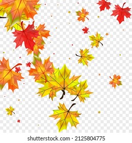 Autumnal Plant Background Transparent Vector. Foliage Seasonal Texture. Orange Tree Floral. Collection Leaves Card.