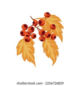 Autumnal rowan branch with berries flat vector illustration. Cartoon drawing of seasonal autumn tree with yellow leaves and orange berries on white background. Autumn or fall, season, flora concept