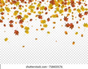 Autumnal vector background. Autumn falling leaves on transparent background. Autumnal foliage fall of maple leaves.