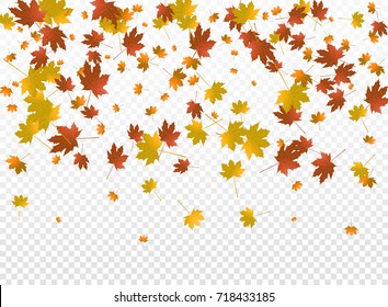 Autumnal vector background. Autumn falling leaves on transparent background. Autumnal foliage fall of maple leaves.