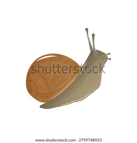 Autumn-themed vector illustration of a snail with a brown spiral shell and a soft gray body on a white background.