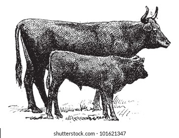 Auvergne cattle breed, vintage engraved illustration. Dictionary of words and things - Larive and Fleury - 1895.