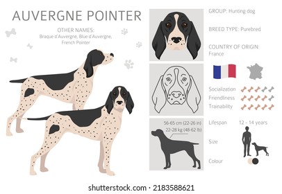 Auvergne Pointer clipart. Postas diferentes, colores de abrigo. ilustración vectorial