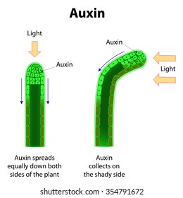 Auxins. plant hormones for plant body development.