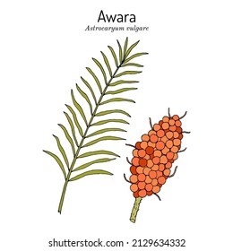 Avara or tucum palm (Astrocaryum vulgare), edible and medicinal plant. Hand drawn botanical vector illustration