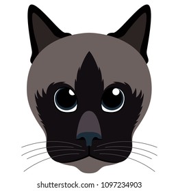 Avatar of a cat. Cat breeds