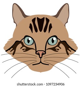 Avatar of a cat. Cat breeds