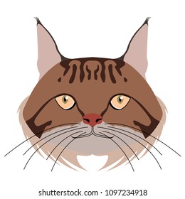 Avatar of a cat. Cat breeds