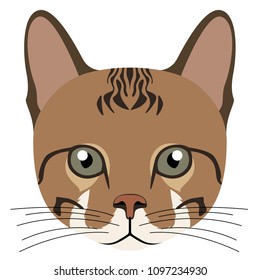 Avatar of a cat. Cat breeds