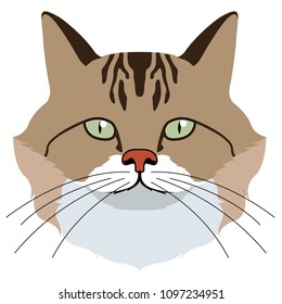 Avatar of a cat. Cat breeds