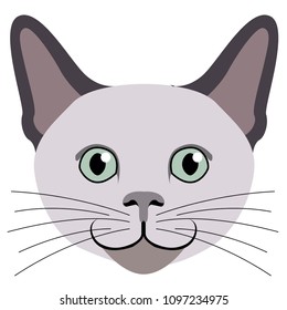 Avatar of a cat. Cat breeds