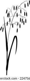 Avena fatua grass of meadows and fields, natural plant vector graphic sketch. Botanical drawing for book and magazines, children's illustration.