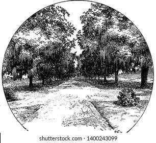 Avenue of Live Oaks at Audubon Park in New Orleans, vintage line drawing or engraving illustration.