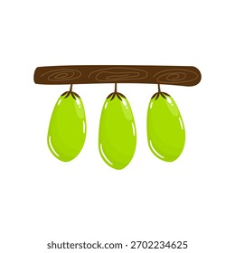 Averrhoa bilimbi Vector de frutas de estilo plano para temas tropicales