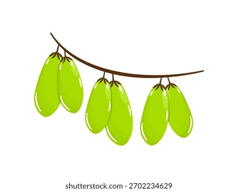 Averrhoa bilimbi Vector de frutas de estilo plano para temas tropicales