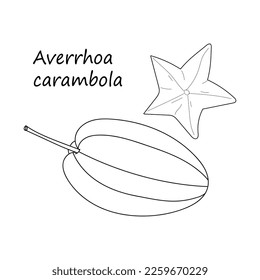 Averrhoa Carambola. Hand drawn Tropical fruit Averrhoa Carambola isolated on white background. fruit sketch. vector illustration