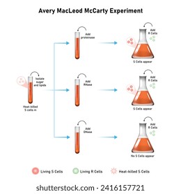 MacLeod McCarty Experiment Scientific Design. Vektorgrafik.