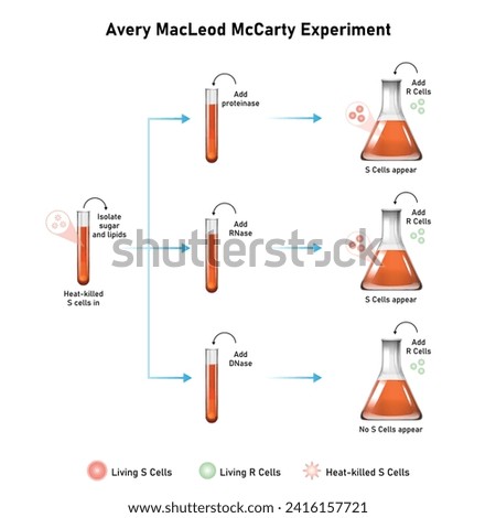 Avery MacLeod McCarty Experiment Scientific Design. Vector Illustration.
