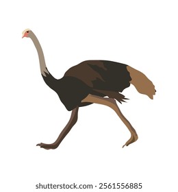 avestruz which is also known as common ostrich clipart 