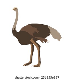 avestruz which is also known as common ostrich clipart 