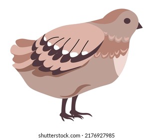 Avian animal with plumage on wings, isolated quail bird. Birdwatching and ornithology, growth of poultry on farm. Portrait of species, small birdies with beak and feathers. Vector in flat style