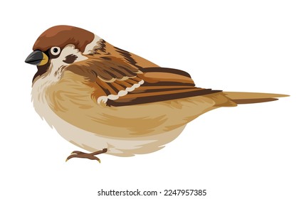 Avian animal portrait closeup. Isolated sparrow with brown plumage and feathers. Cute personages with beak and claws, wilderness and fauna of nature. Passer domesticus, vector in flat styles