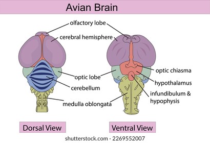 Avian Brain Illustration vector science diagram