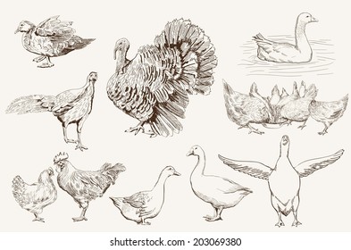 aviculture. set of vector sketches on a white background
