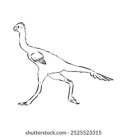 Avimim dinosaur vector sketch realistic sketch dinosaur, vector illustration