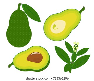 Avocado