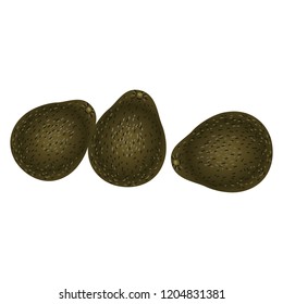 avocado or alligator pear