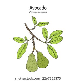 Avocado or alligator pear (Persea americana), edible and medicinal plant. Hand drawn botanical vector illustration